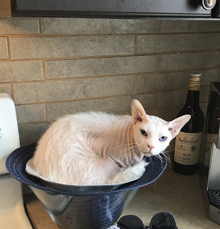 Pisică Peterbald culcată într-un bol