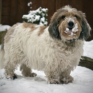 Petit Basset Griffon Vendéen