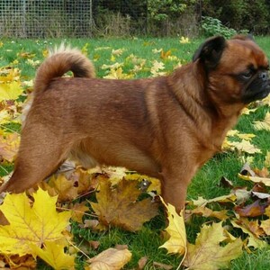 Petit Brabançon
