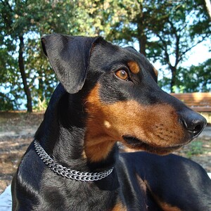 Pinscher german