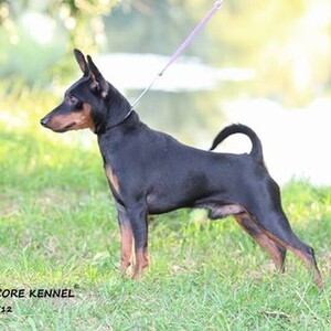 Pinscher pitic