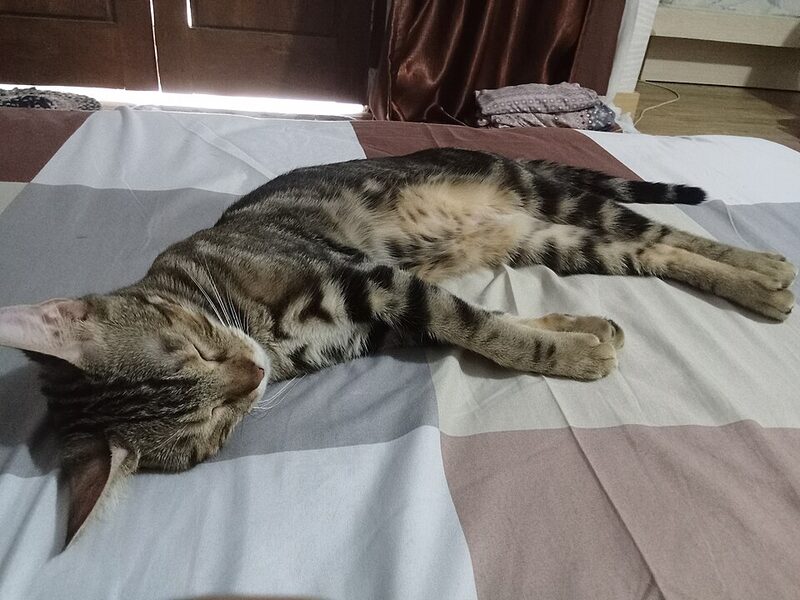 Pisică bengaleză care doarme întinsă