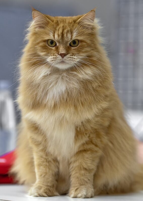 Pisică siberiană roșcată tigrată