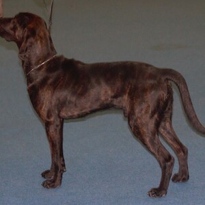 Plott Hound