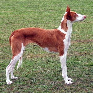 Podenco Ibicenco