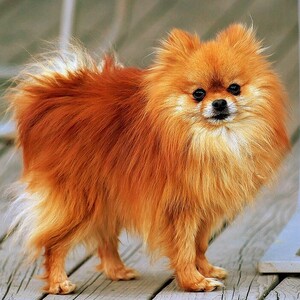 Pomeranian