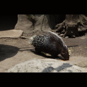 Porcul spinos
