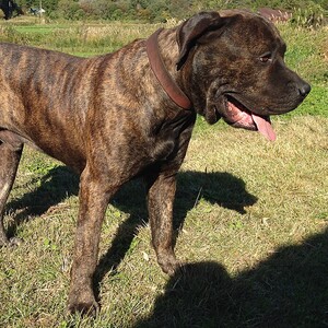 Presa Canario