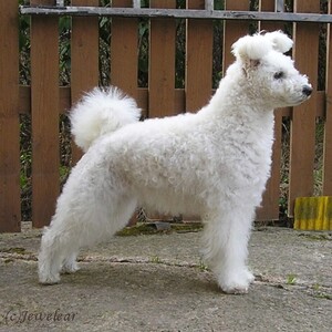 Pumi