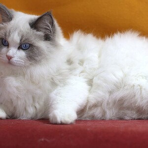 Ragdoll