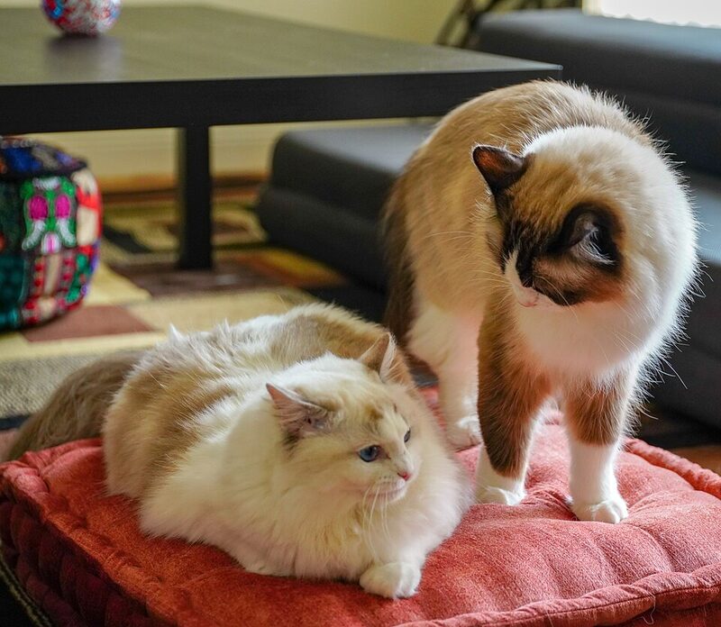 Două pisici Ragdoll pe o pernă