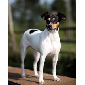 Ratonero Bodeguero Andaluz