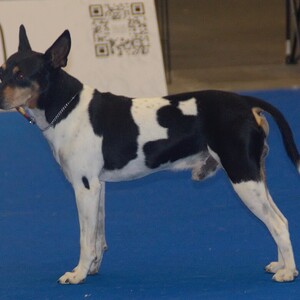 Ratonero Valenciano