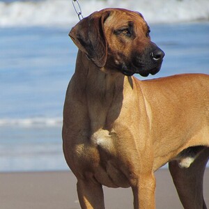 Rhodesian Ridgeback