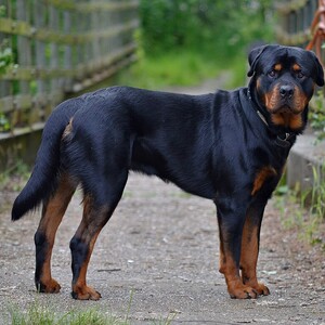 Rottweiler