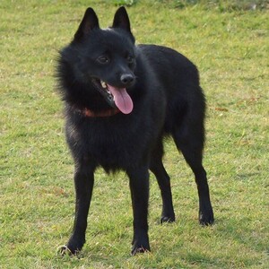 Schipperke