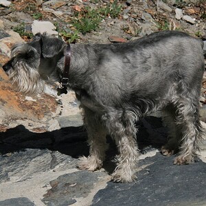 Schnauzer mijlociu