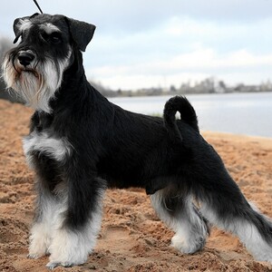 Schnauzer pitic