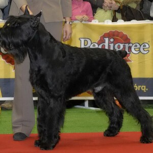Schnauzer uriaș