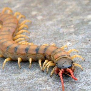 Scolopendra cingulata cu corp segmentat brun-gălbui, picioare galbene și antene roșcate