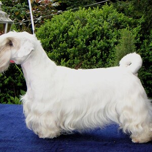 Sealyham Terrier