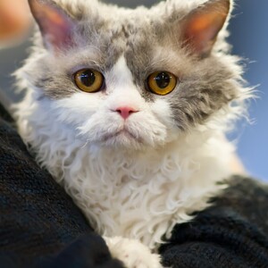 Selkirk Rex