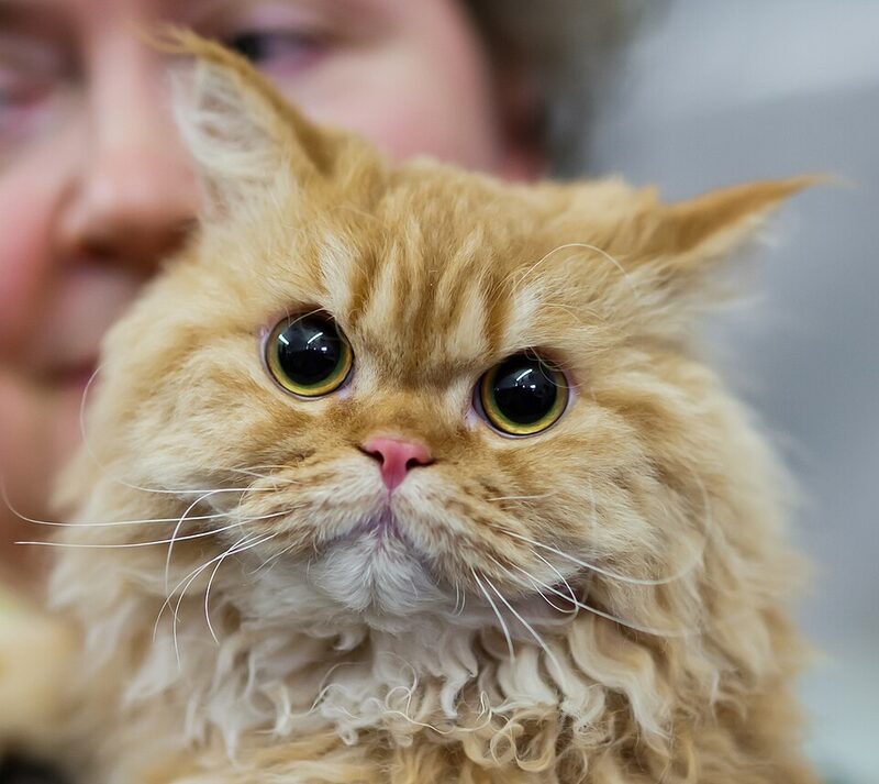 Selkirk Rex crem cu blană creață