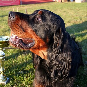 Setter Gordon