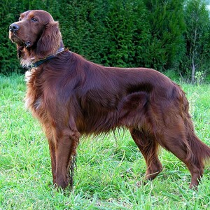 Setter irlandez