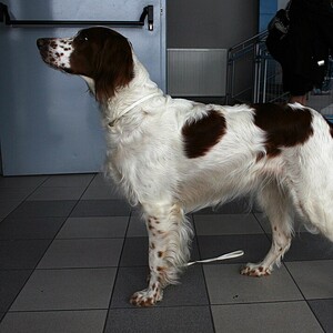 Setter irlandez roșu și alb