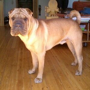 Shar Pei