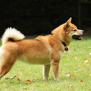 Shiba Inu