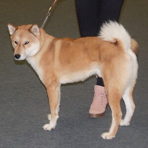 Shikoku