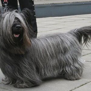 Skye Terrier