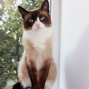 Snowshoe