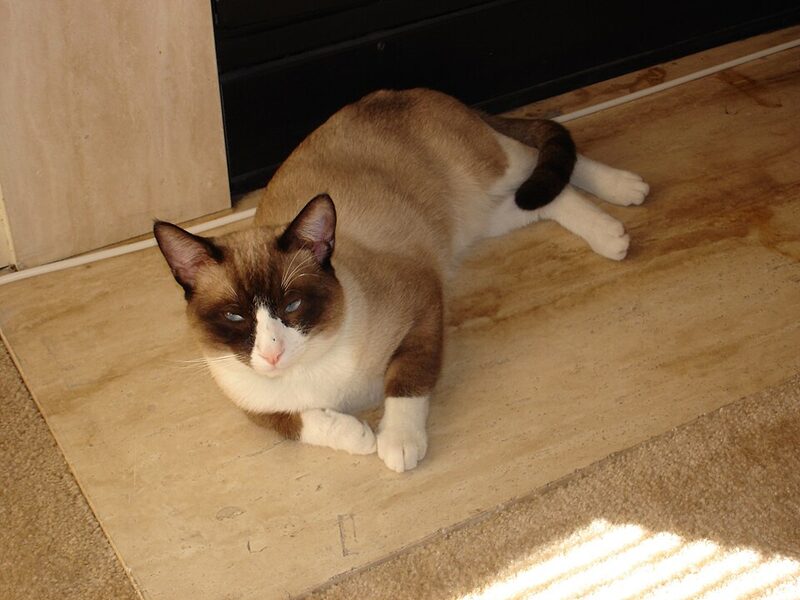 Pisică Snowshoe culcată