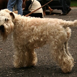 Soft Coated Wheaten Terrier