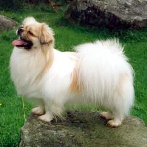 Spaniel tibetan