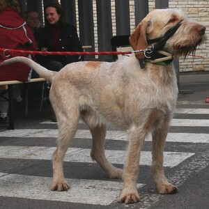 Spinone Italiano