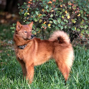 Spitz finlandez
