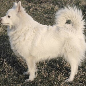 Spitz german