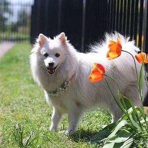Spitz japonez