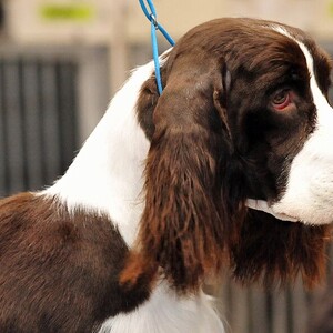 Springer Spaniel englez