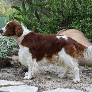 Springer Spaniel galez