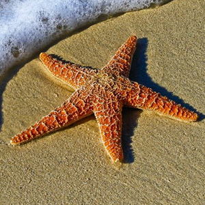 Stea de mare