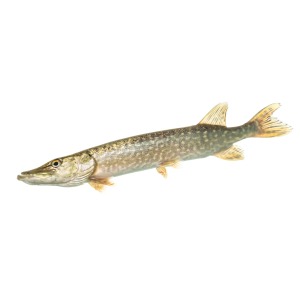 Știuca