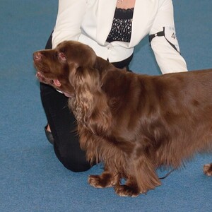 Sussex Spaniel