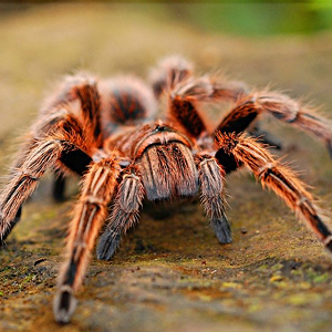 Tarantula