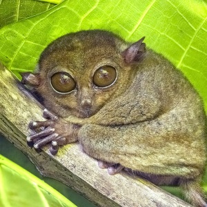 Tarsier filipinez cu ochi mari și urechi rotunde, agățat de o ramură sub o frunză verde