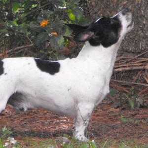 Teddy Roosevelt Terrier